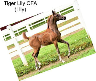 Tiger Lily CFA (Lily)
