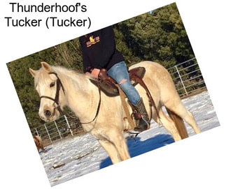 Thunderhoof\'s Tucker (Tucker)
