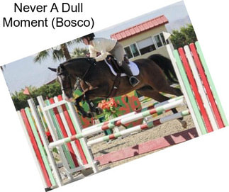 Never A Dull Moment (Bosco)