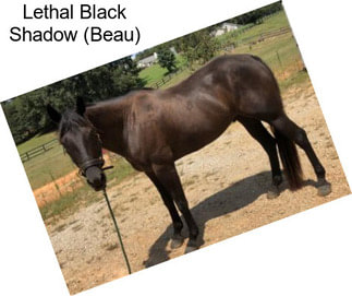 Lethal Black Shadow (Beau)