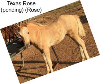 Texas Rose (pending) (Rose)