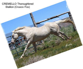 CREMELLO Thoroughbred Stallion (Crusov Fox)