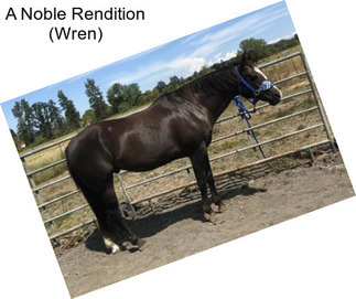 A Noble Rendition (Wren)