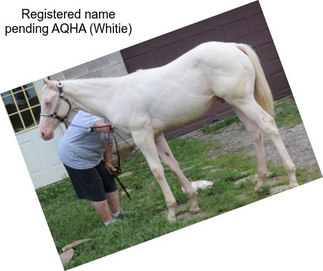 Registered name pending AQHA (Whitie)