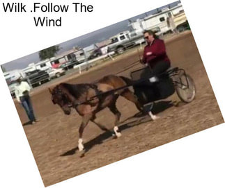 Wilk .Follow The Wind