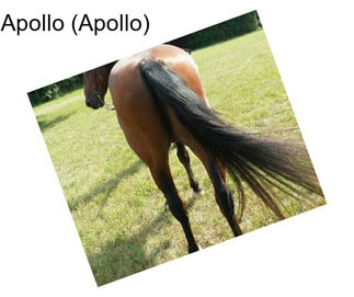 Apollo (Apollo)