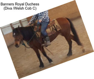 Banners Royal Duchess (Diva /Welsh Cob C)