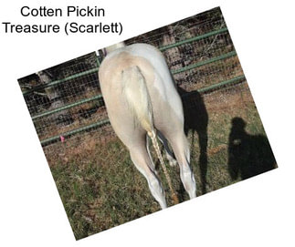 Cotten Pickin Treasure (Scarlett)