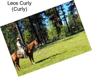 Leos Curly (Curly)