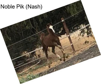 Noble Pik (Nash)