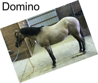 Domino