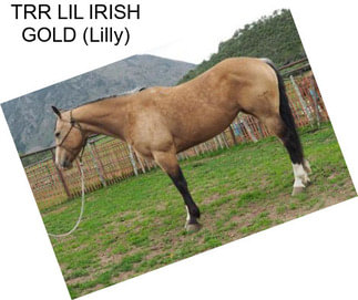 TRR LIL IRISH GOLD (Lilly)