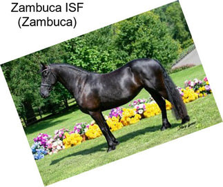 Zambuca ISF (Zambuca)