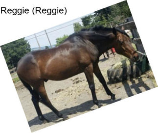 Reggie (Reggie)