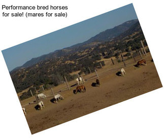 Performance bred horses for sale! (mares for sale)