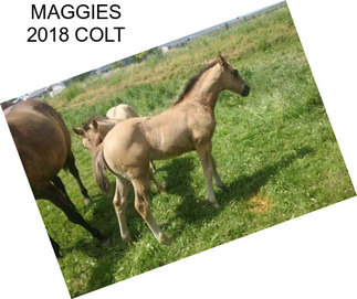 MAGGIES 2018 COLT