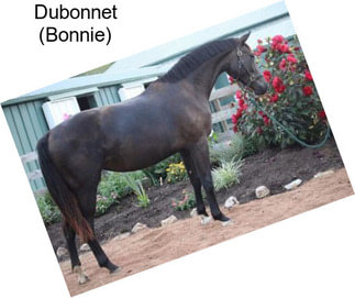 Dubonnet (Bonnie)