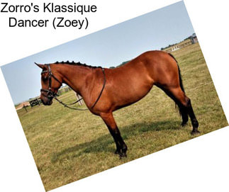 Zorro\'s Klassique Dancer (Zoey)