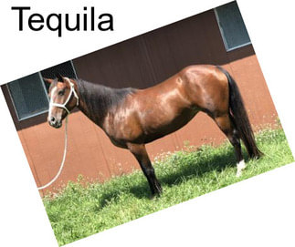 Tequila