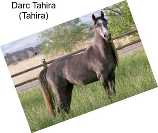 Darc Tahira (Tahira)