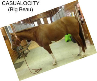 CASUALOCITY (Big Beau)