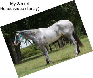 My Secret Rendevzous (Tanzy)