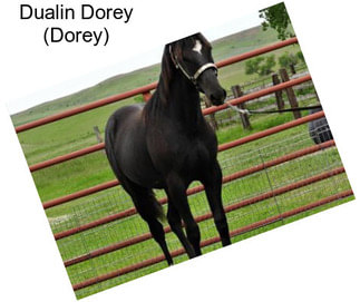Dualin Dorey (Dorey)