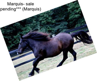 Marquis- sale pending*** (Marquis)
