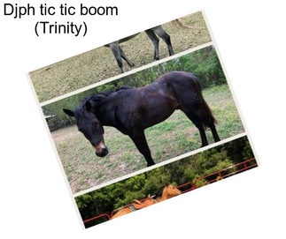 Djph tic tic boom (Trinity)