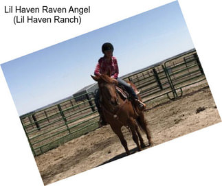 Lil Haven Raven Angel (Lil Haven Ranch)