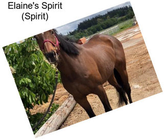 Elaine\'s Spirit (Spirit)