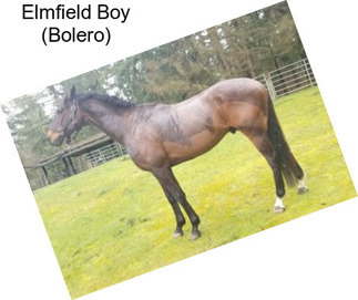 Elmfield Boy (Bolero)