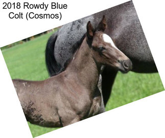 2018 Rowdy Blue Colt (Cosmos)