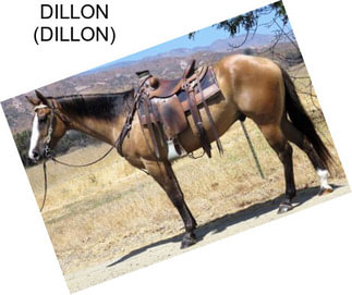 DILLON (DILLON)