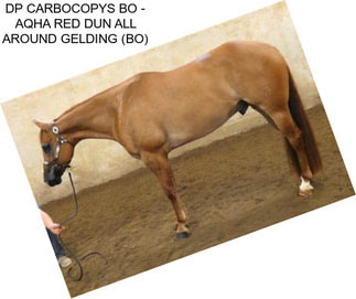 DP CARBOCOPYS BO - AQHA RED DUN ALL AROUND GELDING (BO)