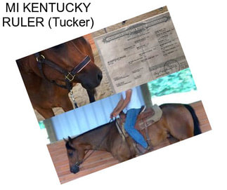 MI KENTUCKY RULER (Tucker)