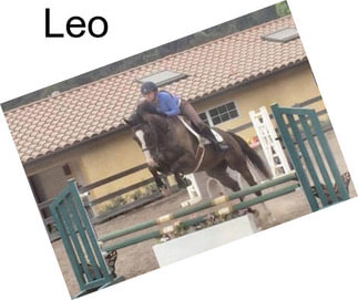 Leo