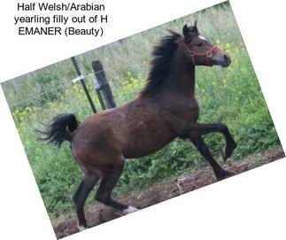 Half Welsh/Arabian yearling filly out of H EMANER (Beauty)
