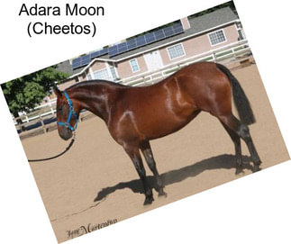 Adara Moon (Cheetos)