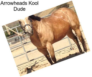 Arrowheads Kool Dude