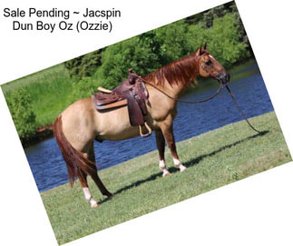 Sale Pending ~ Jacspin Dun Boy Oz (Ozzie)