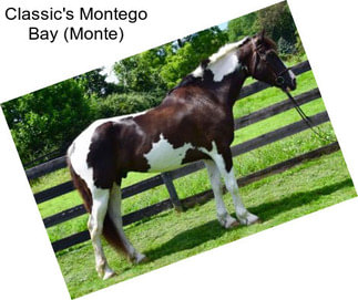 Classic\'s Montego Bay (Monte)