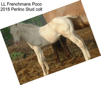 LL Frenchmans Poco 2018 Perlino Stud colt