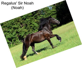 Regalus\' Sir Noah (Noah)