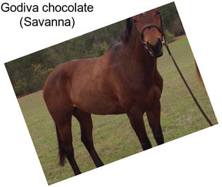 Godiva chocolate (Savanna)