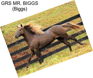 GRS MR. BIGGS (Biggs)