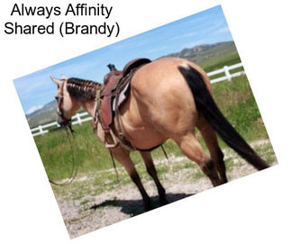 Always Affinity Shared (Brandy)