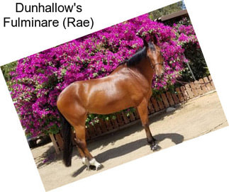 Dunhallow\'s Fulminare (Rae)