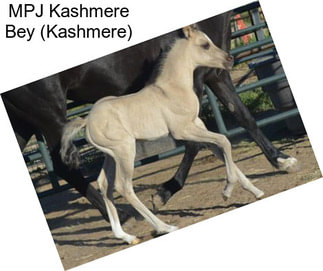 MPJ Kashmere Bey (Kashmere)