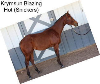 Krymsun Blazing Hot (Snickers)